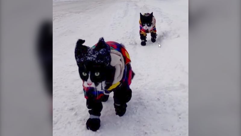 Outdoor-loving northern Ontario cats take the internet by storm