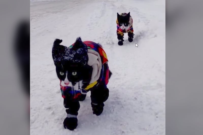 Outdoor-loving northern Ontario cats take the internet by storm