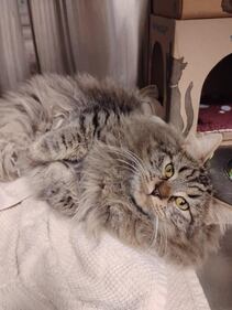 32 cats abandoned outside B.C. SPCA