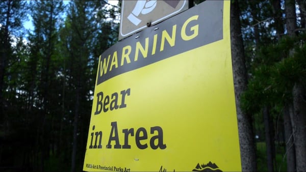 Grizzlies force closure of part of Highway 40 to hikers and cyclists: Alberta Parks