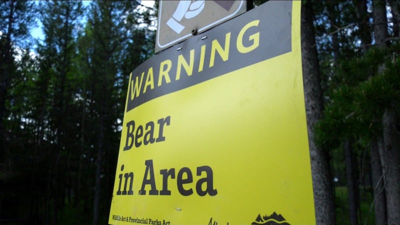 Grizzlies force closure of part of Highway 40 to hikers and cyclists: Alberta Parks