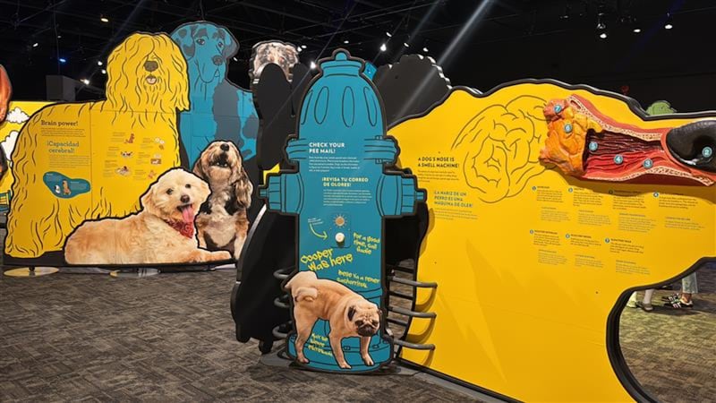 How do dogs think, feel and communicate? This new exhibit explores that science