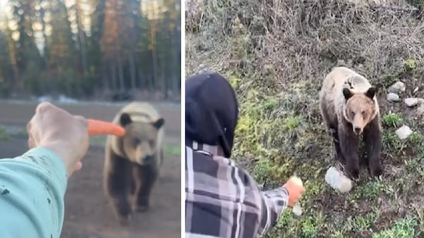 Videos of men hand-feeding grizzly bear in B.C. prompt investigation