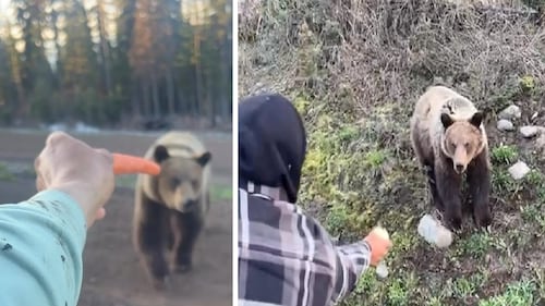 Videos of men hand-feeding grizzly bear in B.C. prompt investigation