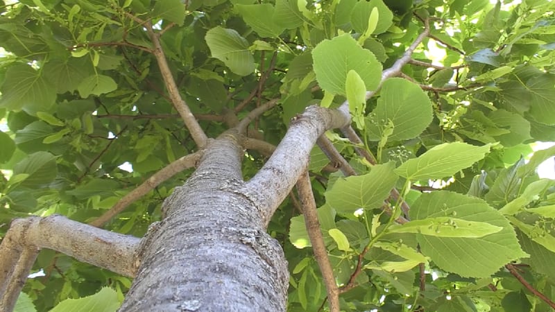 Forest City considers feasibility of municipal tree nursery to grow native species cheaper