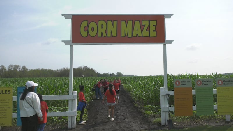 Edmonton Corn Maze opens after weather delay with design honouring AMA