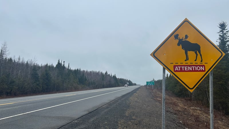 ‘Seven is a really scary highway’: N.B. residents hope for more wildlife fencing