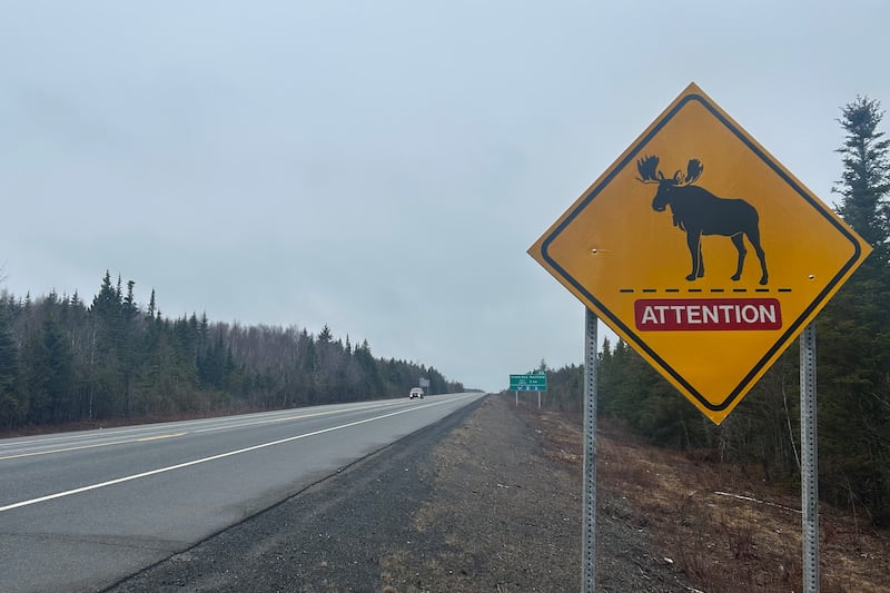 Man dies after motorcycle collides with moose in northeastern New Brunswick