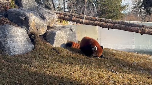 Red Panda at the Edmonton Valley Zoo Nov. 24, 2025. (Sasha Pietramala/CTV News Edmonton)
