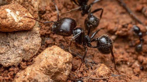 South Korea restaurant owner faces jail for ant sorbet
