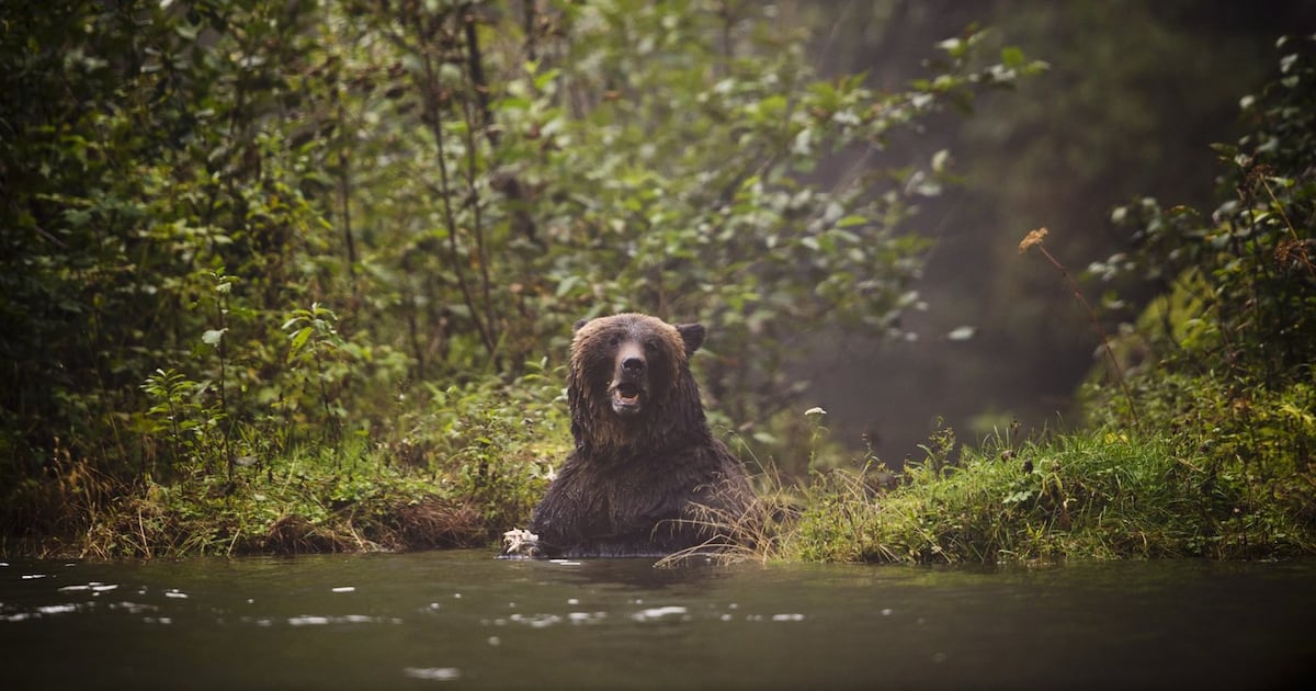‘Several grizzly bears’ spotted on Sunshine Coast, conservation officers warn - CTV News