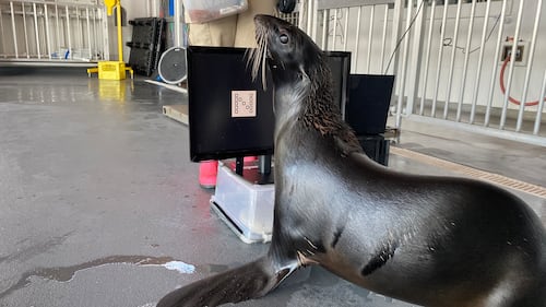 A seal at the Edmonton Valley Zoo learning to use a touchscreen. (Dave Mitchell/CTV News Edmonton)