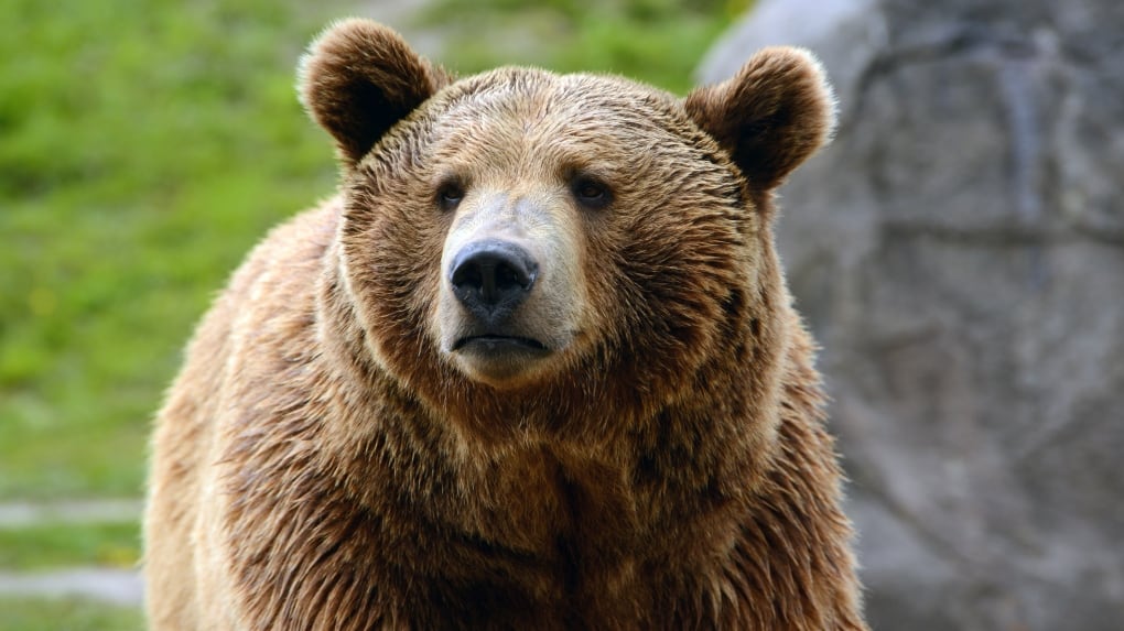 A stock image of a grizzly bear. (Shutterstock)