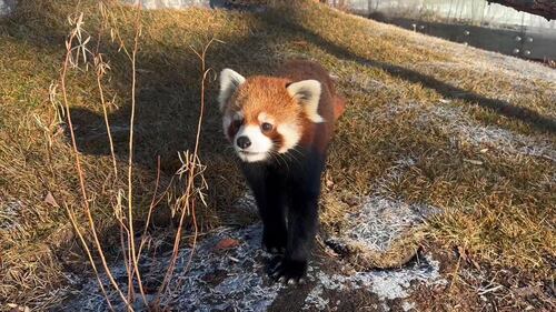 Red Panda at the Edmonton Valley Zoo Nov. 24, 2025. (Sasha Pietramala/CTV News Edmonton)