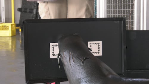 A seal uses a touchscreen at the Edmonton Valley Zoo. (Dave Mitchell/CTV News Edmonton)