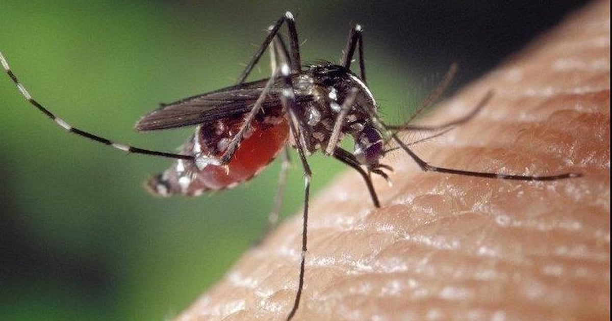 Photo: ctvnews.ca A mosquito is seen in this undated image