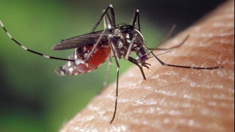 Don’t ignore the bite. Health unit says West Nile Virus active across Simcoe Muskoka
