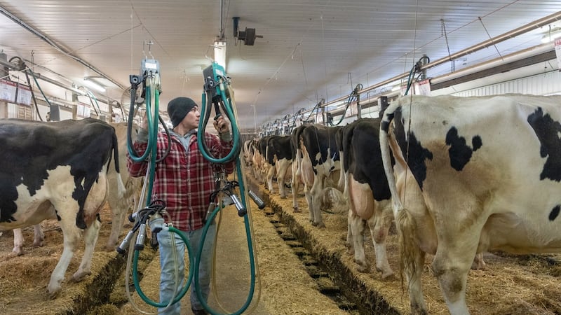 What's the deal with 6% fat milk, newly on the market in Ontario?