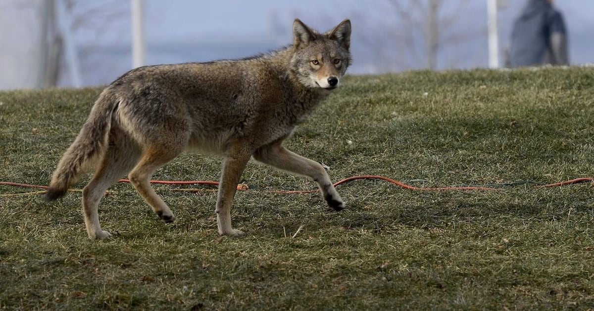 Second toddler attacked by coyote in Whitby left with serious injuries