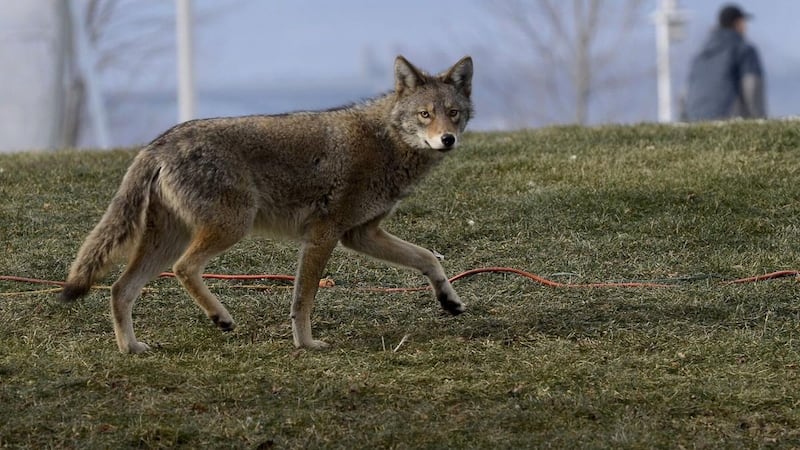 Young child left seriously injured after coyote attack