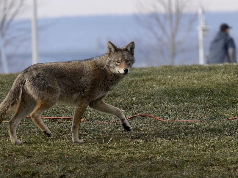 Young child left seriously injured after coyote attack