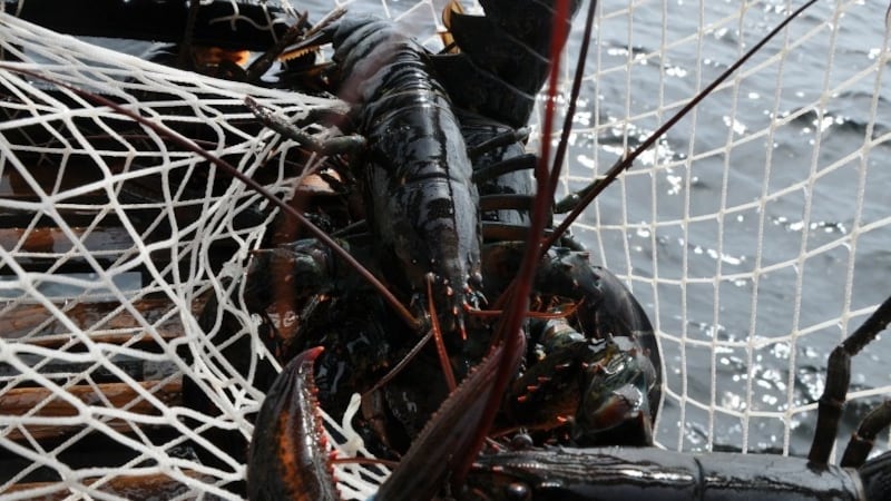 N.S. lobster businesses to receive more than $2M from federal government
