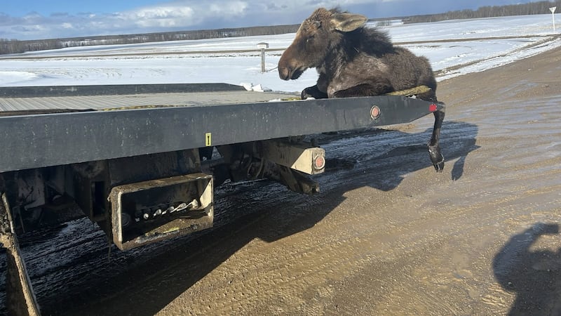 IN PICTURES: Saskatchewan towing company rescues moose from ice