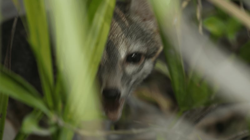 First-ever photos of this rare animal confirm its survival
