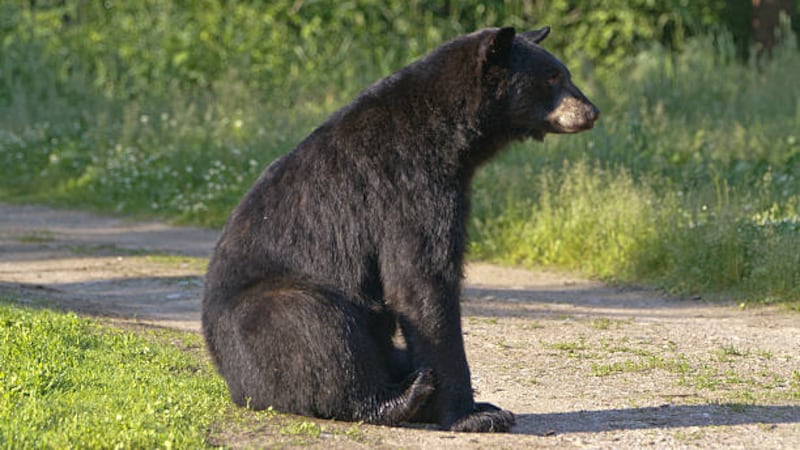 Black bear attacks hiker on Vancouver Island
