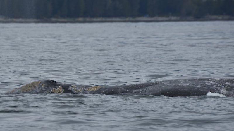‘Bag of bones’: Grey whales dying off B.C.’s coast, part of trend amid food scarcity