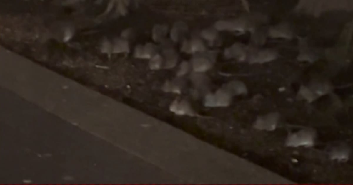 Vancouver Rats Video shows dozens of rats feasting in Vancouver park