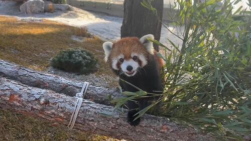 Red Panda at the Edmonton Valley Zoo Nov. 24, 2025. (Sasha Pietramala/CTV News Edmonton)