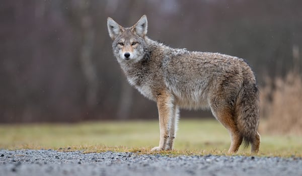 Coyote sightings prompt safety reminder from Newmarket officials