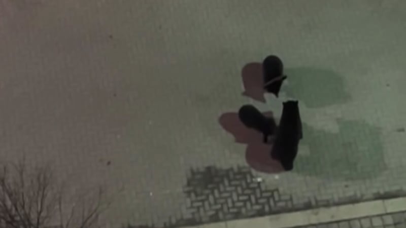 Bear in distress wakes up B.C. neighbourhood