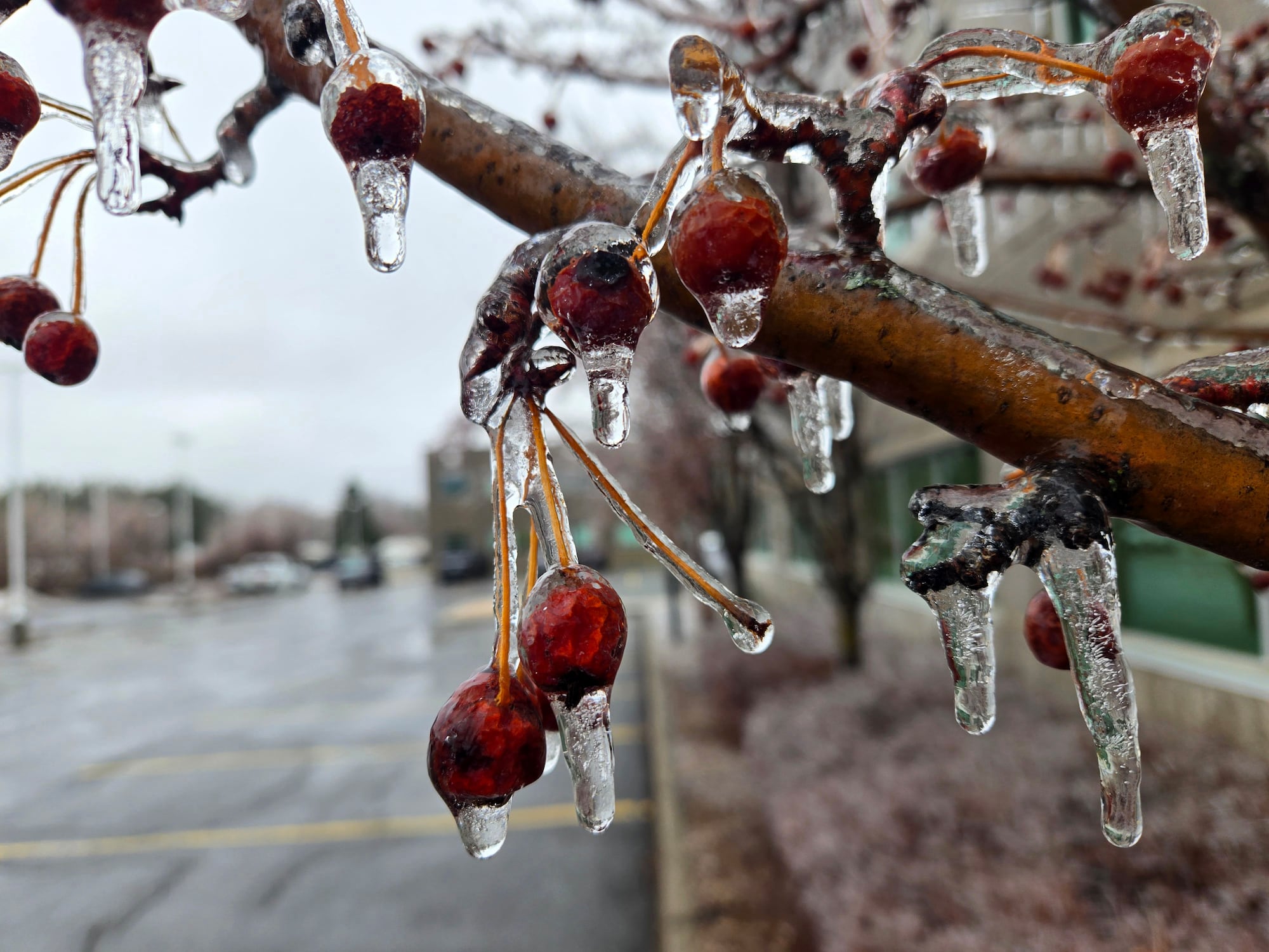 IN PHOTOS: Freezing rain in Ottawa – CTVNews