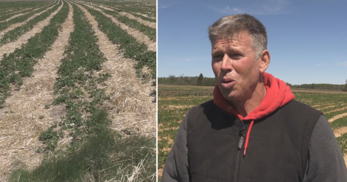 Farmers struggle with cool weather and frost warnings