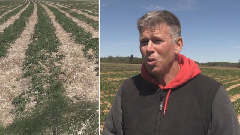 Farmers staying up all night to protect crops from cooler temperatures
