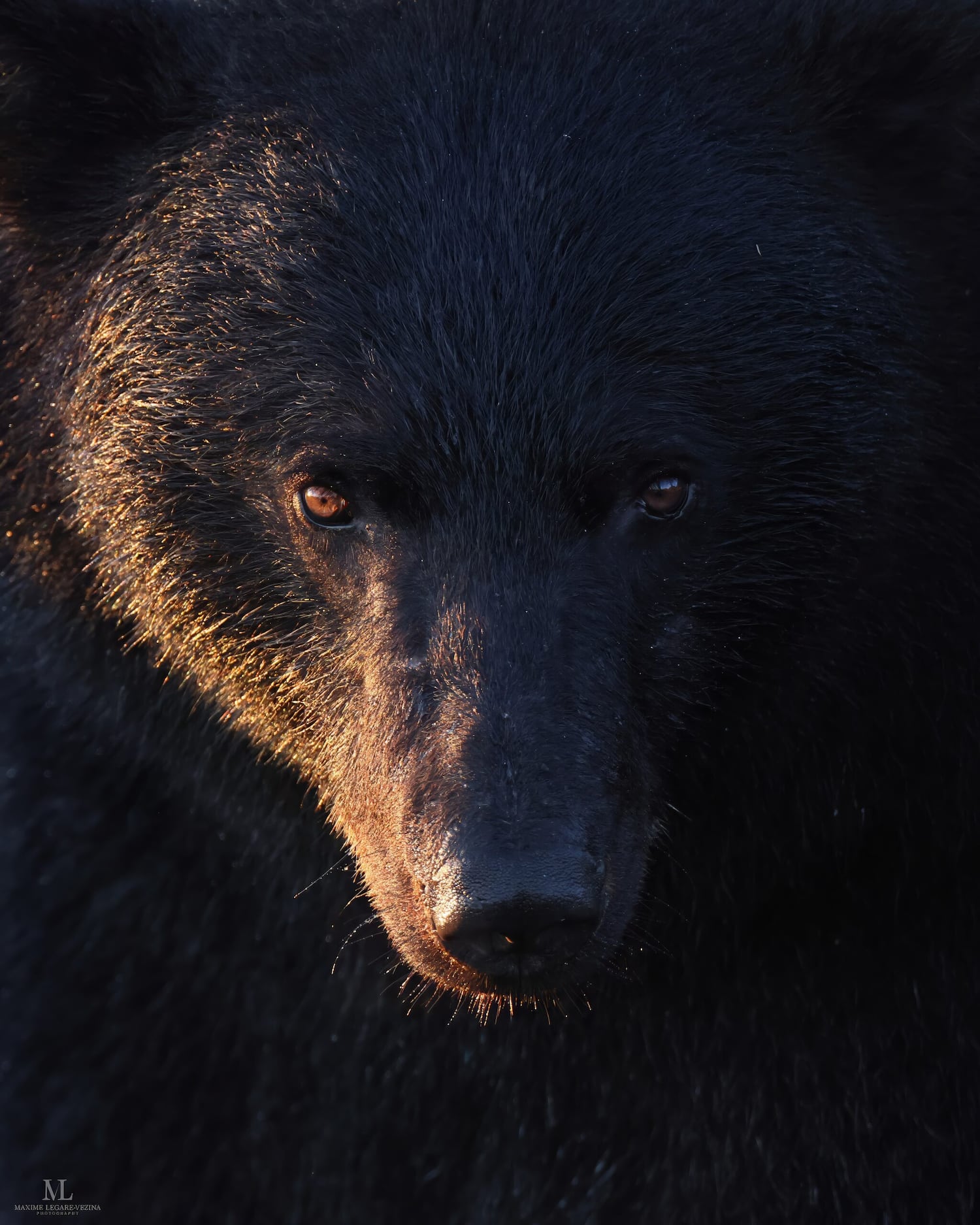 Canada's wild side: The best wildlife photos of 2025 - CTVNews