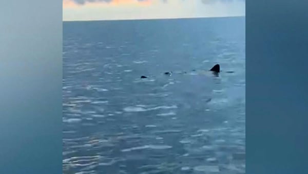 ‘Holy Sugar!’: Rare, enormous shark spotted near P.E.I.