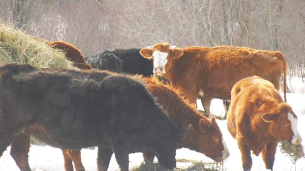 North Bay-area farmer named president of provincial beef farmers association