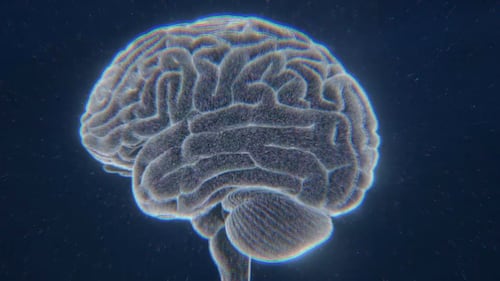 How a ‘tug-of-war’ in your brain helps you make risky decisions