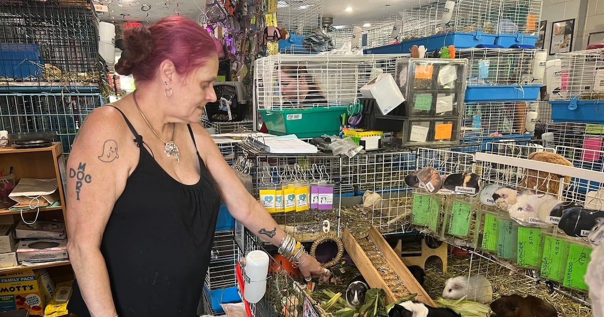 Photo: ctvnews.ca Kimie Smothermon feeds some of her several hundred guinea pigs while operating a guinea pig rescue in Salisbury, Mass