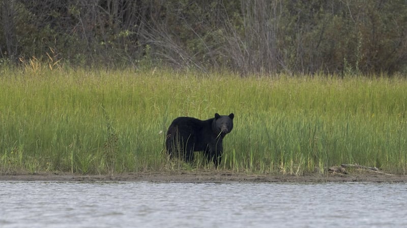 Necropsy confirms euthanized bear was animal involved in McTavish Lake deaths