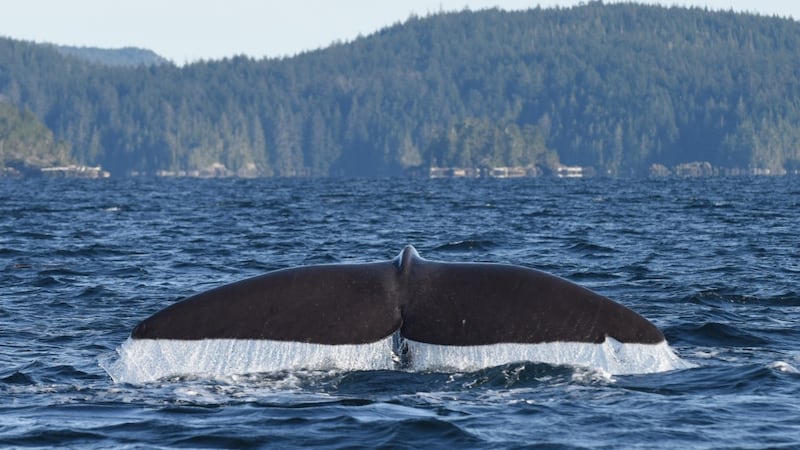 Ocean Week Victoria events invite Islanders to explore ocean science, culture and conservation