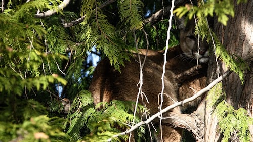 B.C. officials warn residents after cougar spotted in tree
