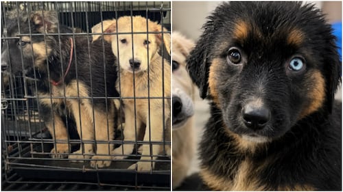 A dozen of eight-week-old puppies found abandoned roadside in Niagara Region