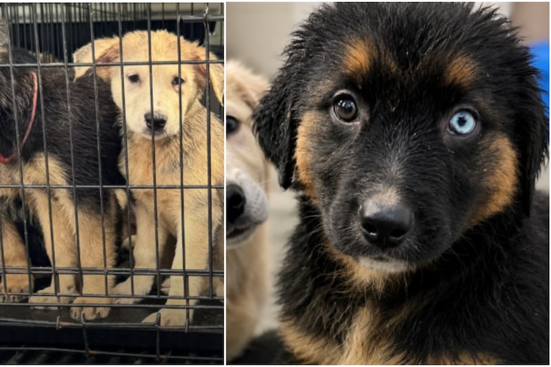 A dozen of eight-week-old puppies found abandoned roadside in Niagara Region