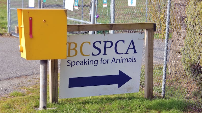 ‘A last resort’: B.C. SPCA workers vote overwhelmingly in favour of strike action