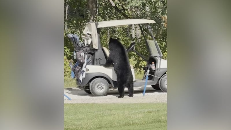 Bear-ly above par: Group encounters black bear on golf course