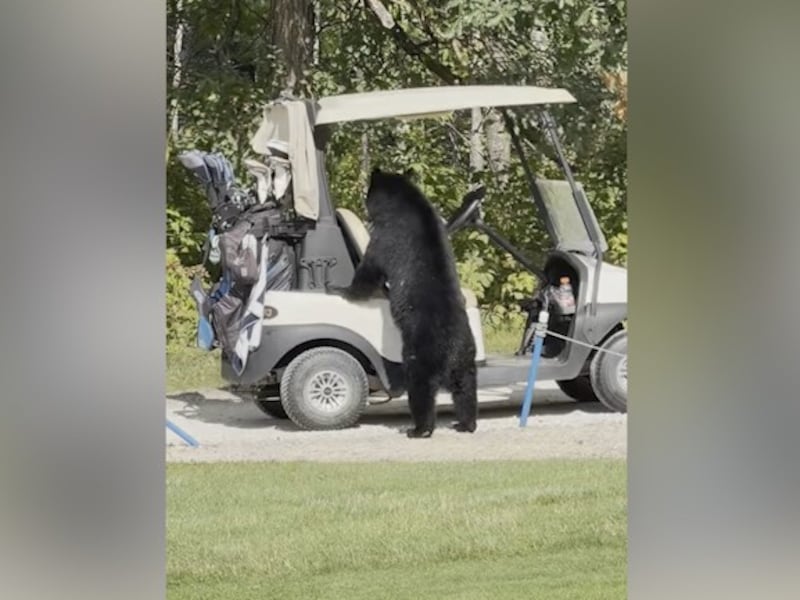 Bear-ly above par: Group encounters black bear on golf course